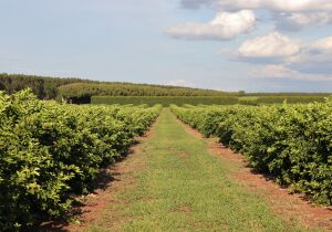 Nova fronteira agrícola: citricultura injeta R$ 2,4 bilhões e diversifica base produtiva em MS