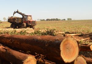 Em MS, preço do eucalipto para celulose valoriza 36% em um ano 