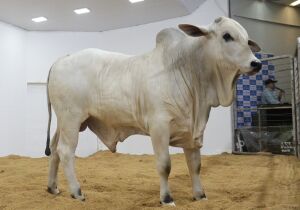 Leilões da Expogrande 2026 já superam o ano passado em 20%