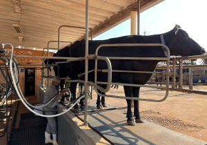 Estoques elevados pressionam cotações do leite no campo pelo 8&ordm; mês