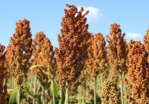 Sorgo cresce forte na safrinha de MS e vira aposta estratégica com demanda das usinas de etanol
