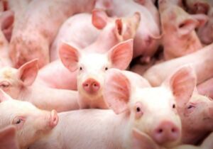 Mercado de suínos inicia 2026 com queda, mas exportações sustentam otimismo, aponta Itaú BBA