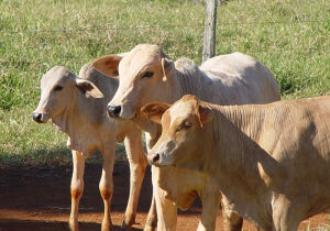 Bezerro opera em patamar elevado, com preço real de R$ 14,88/kg