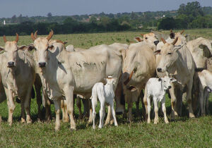 Preços do bezerro sobem e se aproximam do pico de 2021, de R$ 17,68/kg
