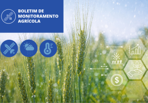 Chuvas favorecem desenvolvimento das lavouras de primeira safra em grande parte do país em janeiro