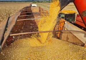 Exportação de DDG à China pode impactar mercado interno de Mato Grosso do Sul