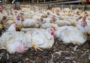 Publicada lei que destina R$ 83,5 milhões para sanidade agropecuária