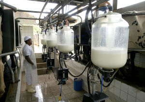 Produção recorde e preços em queda: perspectivas para o mercado de leite em 2026