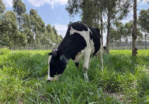 Prova de Leite a Pasto vai selecionar as melhores novilhas zebuínas leiteiras