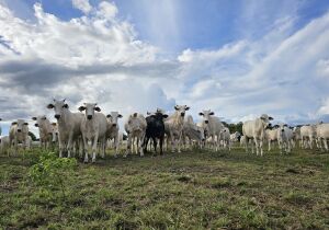 Recuperação de pastagens em MS avança com políticas públicas estruturantes, crédito e tecnologias