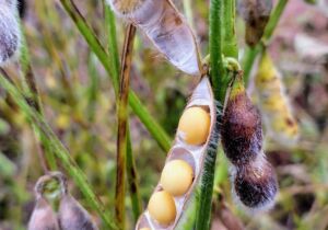 Colheita da soja avança em Mato Grosso do Sul e já alcança 27,7% da área acompanhada