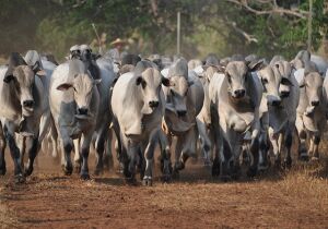 Vaca gorda tem preço maior na Capital e boi gordo em Dourados