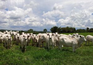 Na média nacional, arroba avança 4,49% em fevereiro