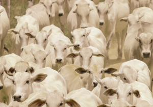 Mercado físico do boi gordo volta a dar sinais de firmeza, mostra análise da Agrifatto
