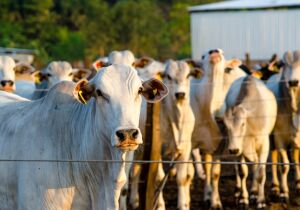 Números confirmam que pecuária de corte tem conseguido produzir mais com menos espaço