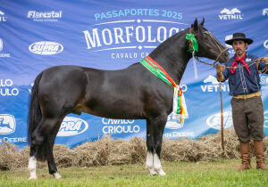 Cavalo crioulo promove Exposição Passaporte na 86ª Expogrande 