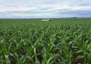 Estimativa aponta produção de cerca de 11 milhões de toneladas de milho na segunda safra em MS