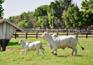 Preços do boi gordo recuam em 10 das 17 regiões monitoradas pela Agrifatto