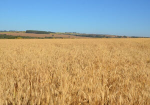 Vai plantar trigo safrinha no Brasil Central? Fique atento às recomendações da pesquisa