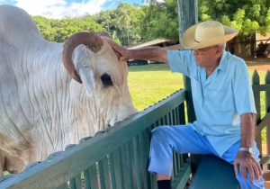 Pecuária brasileira se despede de Chico Ventania, pioneiro da raça nelore