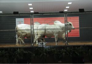 Leilão Reserva Especial CFM movimenta R$ 1,63 milhão, na Expogrande