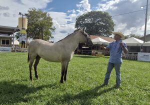 Expogrande terá julgamento da raça cavalo pantaneiro nesta quinta-feira