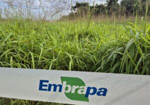 Antecipasto resulta em disponibilidade e qualidade de pasto no inverno