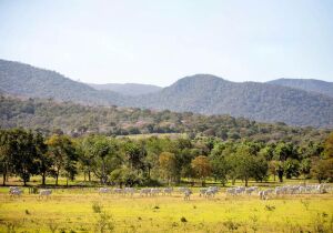 Prazo para adesão ao PSA Conservação é prorrogado para 30 de abril em MS
