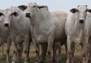 Preços da arroba seguem pressionados, e "boi-China" recua R$ 3/@ em SP