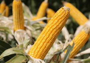 Mapa amplia Zarc Níveis de Manejo e eleva subvenção do seguro rural para até 50%