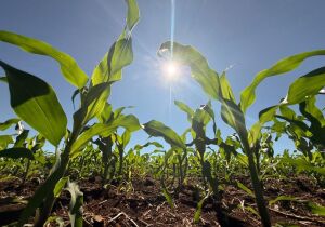 Crédito rural recua 39,5% em abril em MS