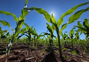 Fertilizantes mantêm preços elevados e podem pressionar custo da próxima safra em MS