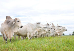 Rastreabilidade amplia competitividade da pecuária brasileira e fortalece posicionamento do produtor