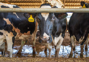 Saúde da vaca na transição influencia produtividade, consumo alimentar e desempenho na lactação