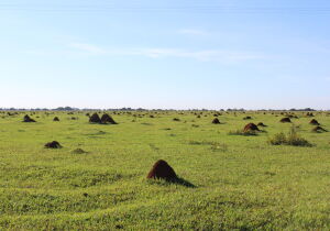 Embrapa Gado de Corte e Baldan promovem Dia de Campo sobre recuperação de pastagens