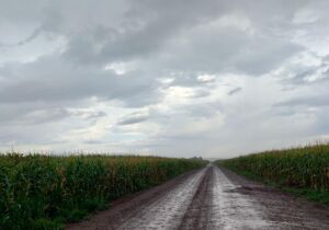Chuva atrasa o avanço da colheita do milho em MS