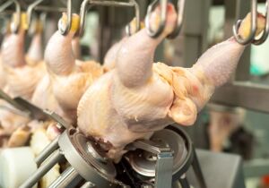 Exportações brasileiras de frango registram melhor primeiro semestre da história

