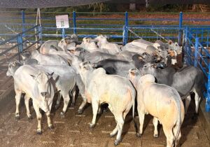 398 animais são avaliados durante etapa do Circuito Nelore de Qualidade em Anastácio (MS)