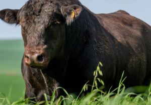 Touros Angus passam por estudo para produção de carne mais macia