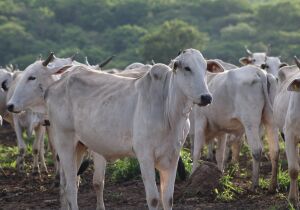 Programa impulsiona pecuária pantaneira e alcança 85 mil abates