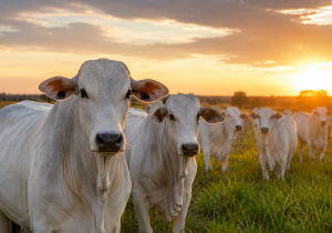 Entidades rejeitam exigências da União Europeia sobre antimicrobianos