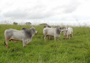Queda de braço entre indústria e pecuaristas trava preços da arroba