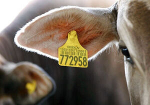 Restrições da UE à carne bovina fazem Brasil acelerar rastreabilidade