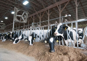 Maior produtividade das vacas leiteiras inclui melhor aproveitamento dos nutrientes da dieta
