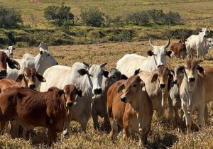 Pecuarista que não trabalha com cria deve redobrar a atenção nos próximos anos