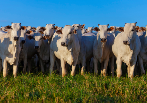 Valor Bruto da Produção Agropecuária é estimado em R$ 1,39 trilhão em julho
