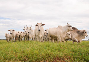 PIB-Agro/CEPEA: Após forte avanço em 2025, PIB do agro recua 2% no 1&ordm; tri