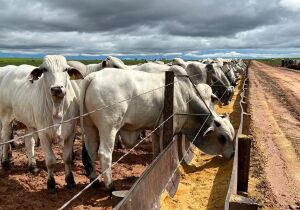 Menos de 1% dos pecuaristas calculam os custos de produção, aponta levantamento da Coan Consultoria

