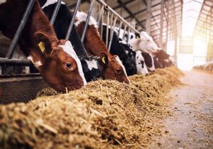 Sancionada ampliação de produtos em estoque público para alimentação animal