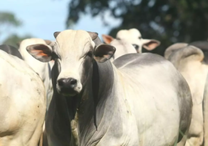 Agrifatto identifica alta nas cotações do boi gordo